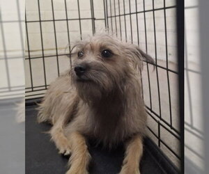 Mutt Dogs for adoption in San Bernardino, CA, USA