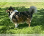 Small #1 Collie