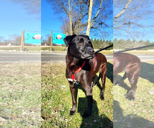 Medium Photo #5 Labrador Retriever-Unknown Mix Puppy For Sale in Germantown, OH, USA