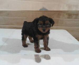 Medium Yorkshire Terrier