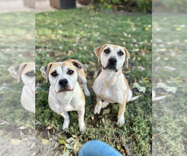 Medium Photo #2 Mutt Puppy For Sale in Germantown, OH, USA