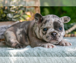 Small #1 French Bulldog