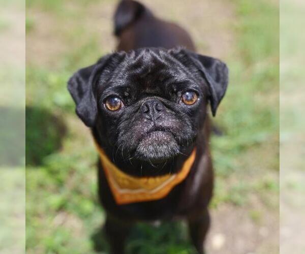 Medium Photo #1 Pug Puppy For Sale in San Antonio, TX, USA