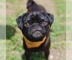 Small Pug