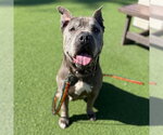 DIESEL - Male Mutt Dog for Adoption - Small photo