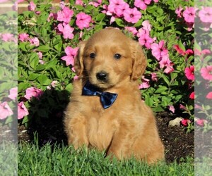 English Cream Golden Retriever-Poodle (Miniature) Mix Puppy for sale in AIRVILLE, PA, USA