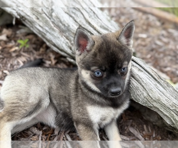 Medium Photo #19 Alaskan Klee Kai-Pomsky Mix Puppy For Sale in ATHENS, WI, USA