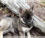 Small #18 Alaskan Klee Kai-Pomsky Mix