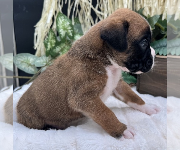 Medium Photo #2 Boxer Puppy For Sale in PAWNEE CITY, NE, USA