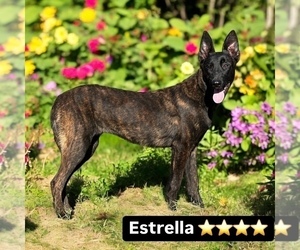 Dutch Shepherd Dog Puppy for sale in POPLARVILLE, MS, USA