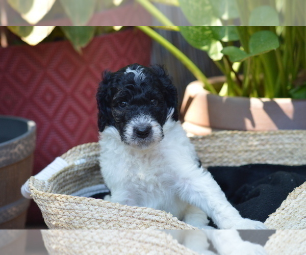 Medium Photo #1 Poodle (Standard) Puppy For Sale in CITRUS HEIGHTS, CA, USA