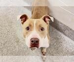 CHUCKY - Male Mutt Dog for Adoption - Small photo
