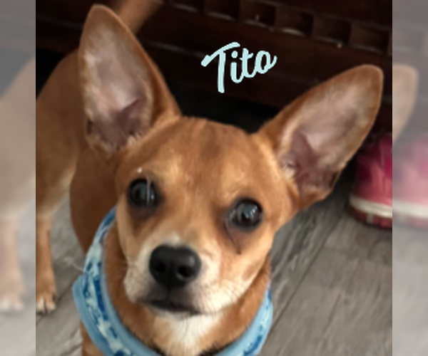 Medium Photo #1 Chihuahua-Unknown Mix Puppy For Sale in HOUSTON, TX, USA