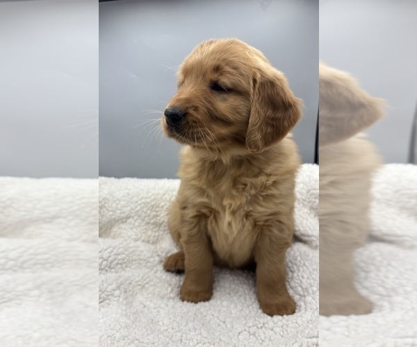 Medium Photo #4 Golden Retriever Puppy For Sale in FREDERICKSBG, OH, USA
