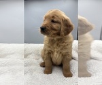 Small #3 Golden Retriever