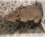Small #3 Weimaraner