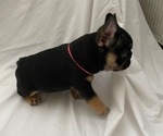 Small Photo #6 French Bulldog Puppy For Sale in CAMARILLO, CA, USA