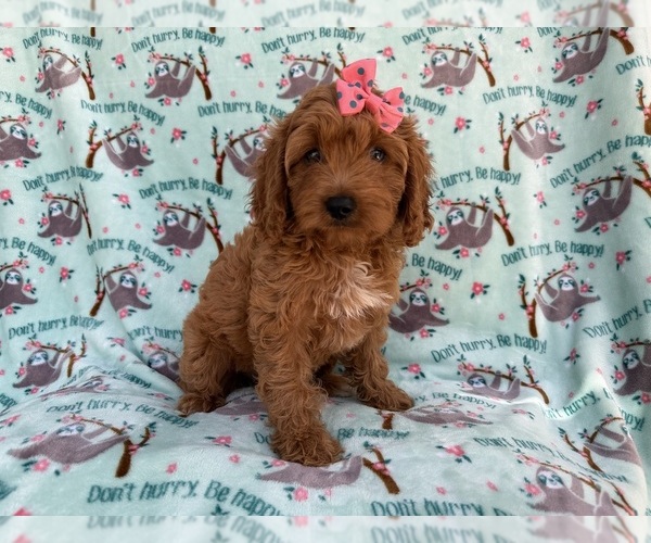 Medium Photo #4 Cavapoo (Miniature) Puppy For Sale in LAKELAND, FL, USA