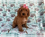 Small #3 Cavapoo (Miniature)