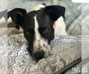 English Springer Spaniel-Retriever Mix Dogs for adoption in Washington, DC, USA