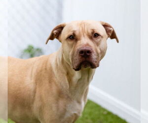 Boxer-Unknown Mix Dogs for adoption in Canton, CT, USA