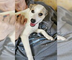 Small #2 Rat Terrier-Shiba Inu Mix