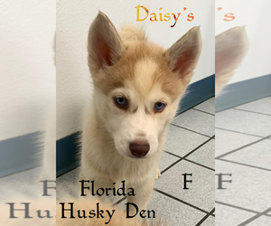 Siberian Husky Puppy for sale in NEW PORT RICHEY, FL, USA