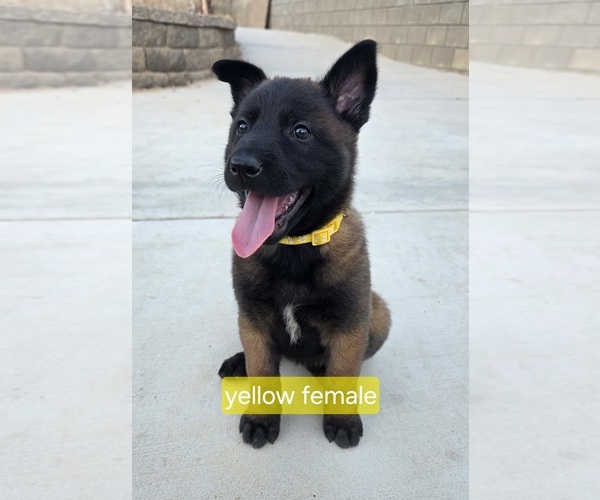 Medium Photo #16 Belgian Malinois Puppy For Sale in HIGHLAND, CA, USA