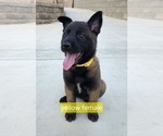 Small Photo #16 Belgian Malinois Puppy For Sale in HIGHLAND, CA, USA