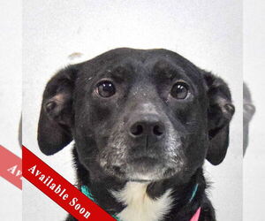American Staffordshire Terrier-Unknown Mix Dogs for adoption in Huntley, IL, USA