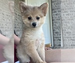 Small Pomeranian