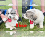 Small Photo #6 Great Pyrenees Puppy For Sale in RUTHER GLEN, VA, USA