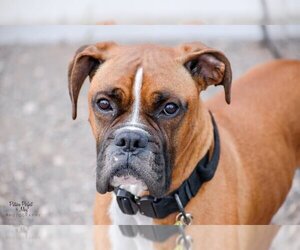 Tyson - ADOPTION PENDING!! - Male Boxer Dog for Adoption - Photo #9