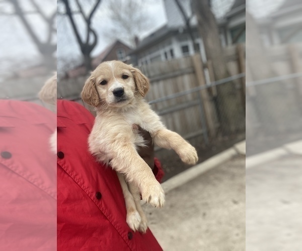 Medium Photo #1 Golden Retriever Puppy For Sale in DETROIT, MI, USA