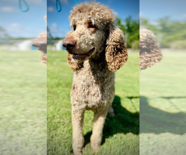 Medium Photo #3 Poodle (Standard) Puppy For Sale in Pacolet, SC, USA