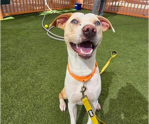 Medium Photo #1 American Pit Bull Terrier-Unknown Mix Puppy For Sale in Las Vegas, NV, USA