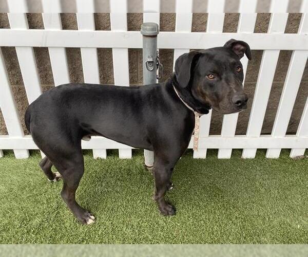 Medium Photo #1 Mutt Puppy For Sale in Modesto, CA, USA