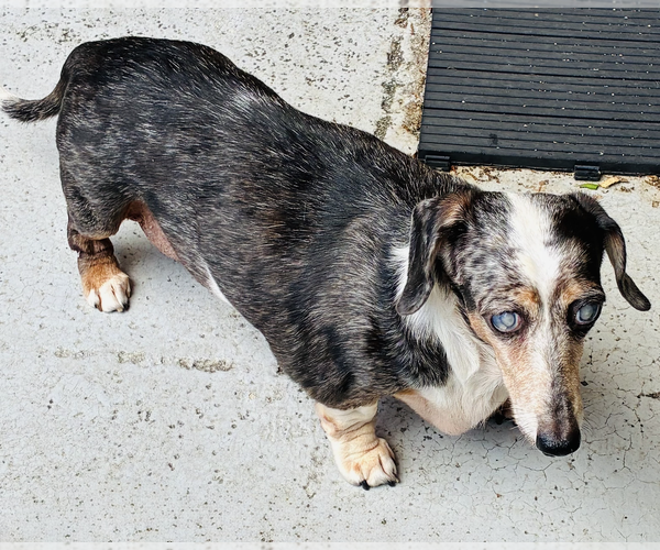 Medium Photo #1 Dachshund Puppy For Sale in Weston, FL, USA