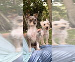 Small #3 Poodle (Toy) Mix