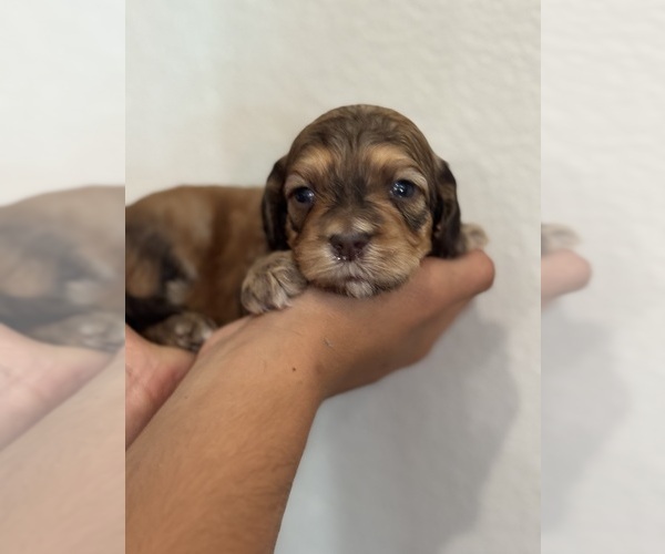 Medium Photo #4 Bernedoodle (Miniature) Puppy For Sale in LONGMONT, CO, USA
