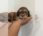 Small #3 Bernedoodle (Miniature)
