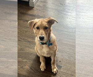 Golden Retriever-Unknown Mix Dogs for adoption in Plainfield, IL, USA