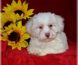 Maltipoo Puppy for sale in BARNESVILLE, KS, USA