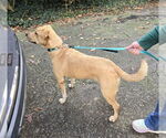 Small #11 American Staffordshire Terrier-Labrador Retriever Mix