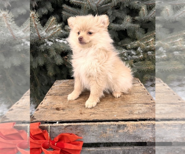 Medium Photo #5 Pomeranian Puppy For Sale in MIDDLEBURY, IN, USA