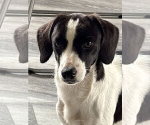 Mutt Dogs for adoption in The Woodlands, TX, USA