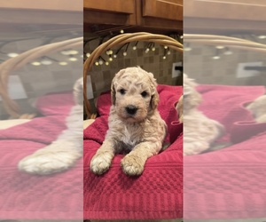 Medium Goldendoodle