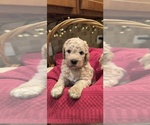 Puppy 4 Goldendoodle