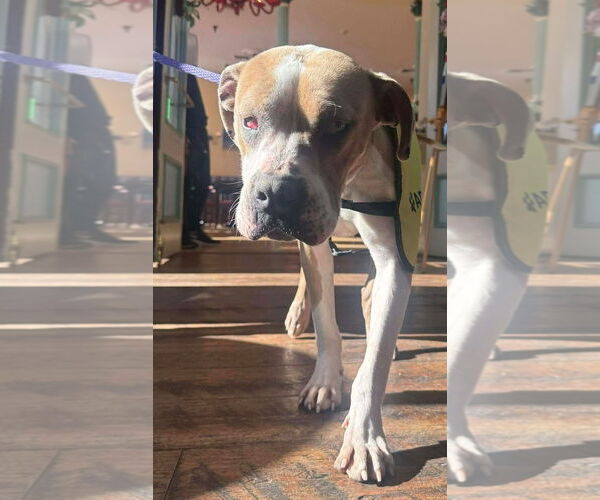 Medium Photo #2 Mutt Puppy For Sale in Las Vegas, NM, USA