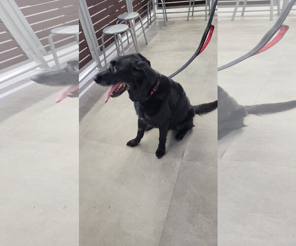 Medium Photo #3 Labrador Retriever-Unknown Mix Puppy For Sale in Sandy, UT, USA